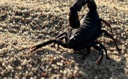 ‘Afrika’nın Ölümcül Avcıları: Beklenmedik Katiller Özel’ National Geographic WILD Ekranlarında!