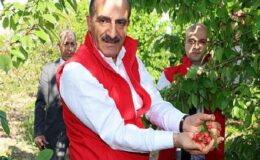 Milyonlarca kiraz ağacı ihracat rekoru kırmak için 1 hafta önceden meyvelerini verdi